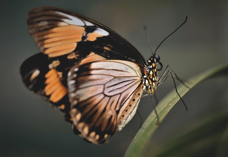 Butterfly Effect Strategies